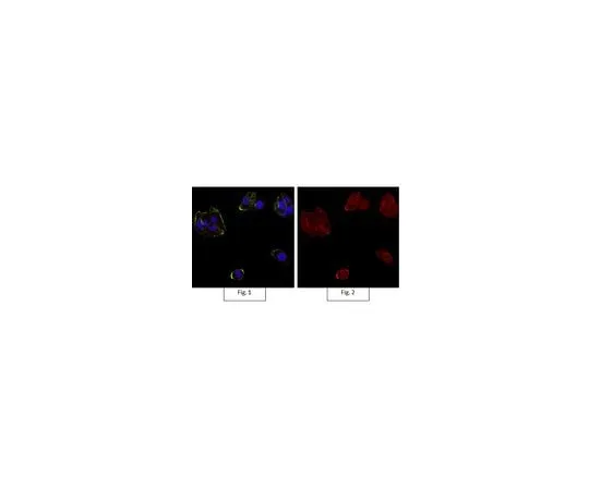 62-8492-64 Anti-Integrin αVβ3 Antibody, clone LM609, Alexa Fluor(R) 555 Conjugate MAB1976-AF555