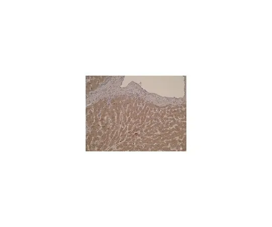 62-8522-74 Anti-CYP26C1 Antibody, clone T6P1C7*E7 MABS471