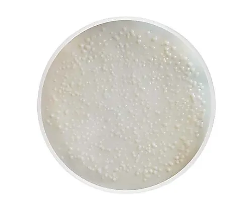 61-0193-99 Brettanomyces Selective Liquid Ampoule 2mL 50/Pk 50 x 1ST MHA00BSM2