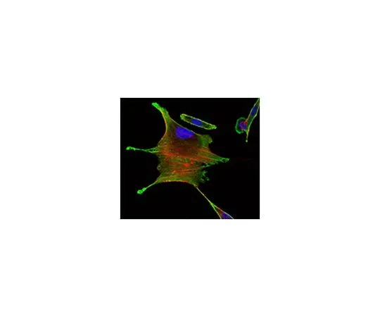 62-8504-72 Anti-BMR2, clone 3F6 MABD171