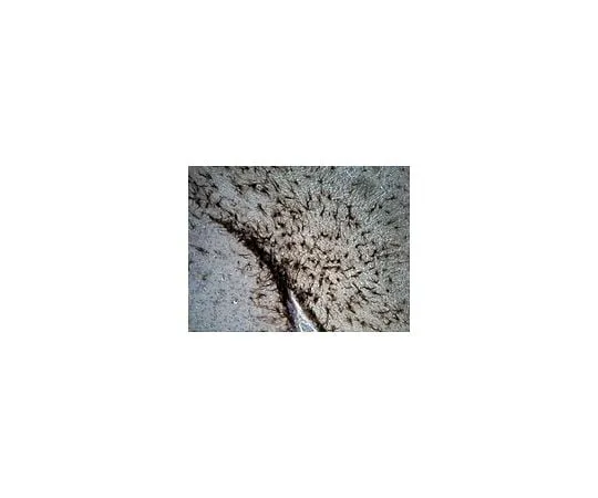 62-8494-73 Anti-GFAP, Biotin Conjugate; 100 μL MAB3402B