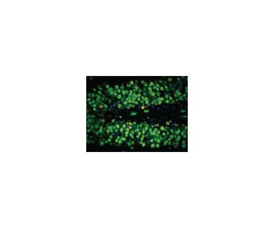 62-8489-21 Anti-NeuN, clone A60, AlexaFluor(R)488 conjugated; 500 μg MAB377X