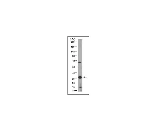 62-8523-91 Anti-PYCR1 Antibody, clone 2D9.1 MABS1161