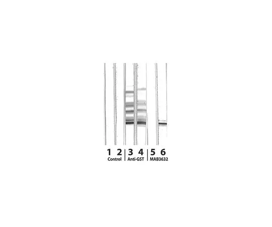 62-8495-37 Anti-Peroxisome Proliferator Activated Receptor gamma1 and 2, phospho-specific (Ser112); 100 μL MAB3632