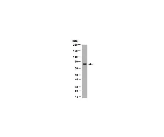 62-8524-50 Anti-TRAP-1 Antibody, clone TR-1 MABS1276