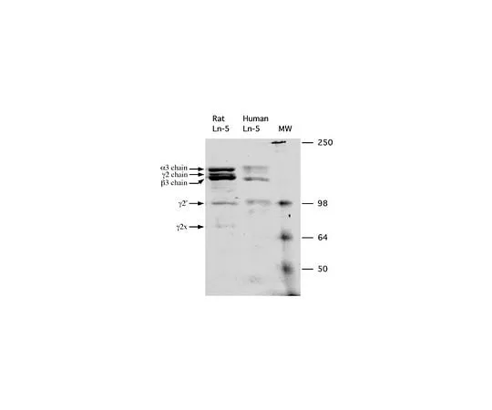 62-8480-44 Rat Laminin-5; 10 μg CC145