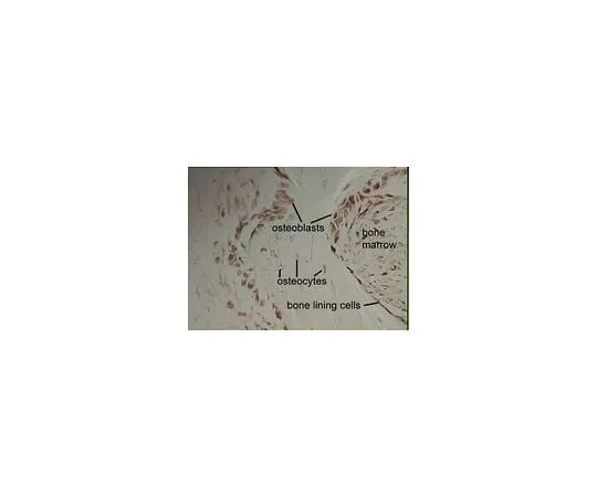 62-8492-79 Anti-Integrin alpha2beta1, clone BHA2.1; 100 μg MAB1998
