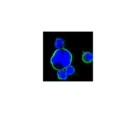 62-8504-59 Anti-ISL1, clone 1H9 MABD131
