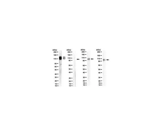 62-8521-66 Anti-Amyloid beta A4 protein Antibody, clone 2E9 MABN2295