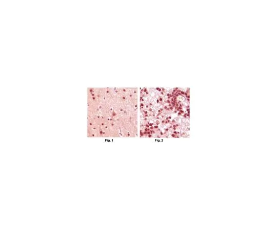 62-8507-02 Anti-ELK1, clone 3H6D12 Antibody MABE633