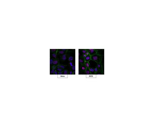 62-8507-61 Anti-N-methylpurine-DNA glycosylase Antibody, clone 9F7.1 MABE928