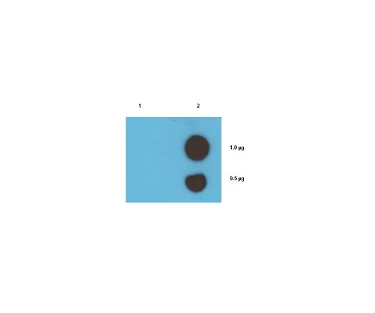 62-8506-27 Anti-Cisplatin DNA Adducts, clone ICR4 MABE416