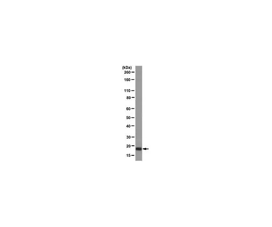 62-8501-11 Anti-Anterior gradient protein 2 homolog, clone 7A10; 100 μg MABC48