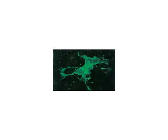 62-8499-75 Anti-Measles Bl***, matrix protein, clone CV8, CV9; 100 μL MAB8910