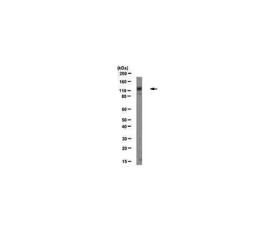 62-8492-61 Anti-Integrin Alpha1, Clone FB12, Azide Free; 100 μg MAB1973Z