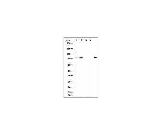 62-8471-20 Anti-phospho-Glucocorticoid receptor, Ser226 ABS994