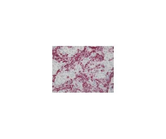 62-8494-70 Anti-Vimentin, clone V9; 40 μg MAB3400
