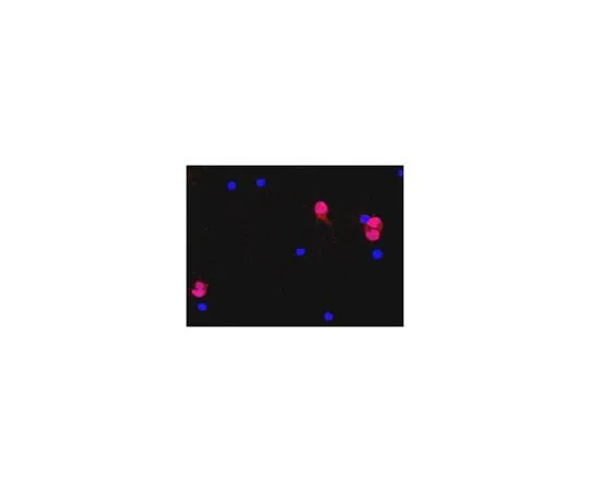 62-8489-18 Anti-NeuN, clone A60, Alexa Fluor 555 Conjugate MAB377A5