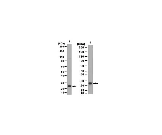 62-8471-94 Anti-Glutathione S-Transferase A1/A2 Antibody ABS1651