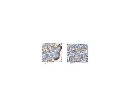 62-8501-79 Anti-MUC-13, clone 2E11.1 MABC209