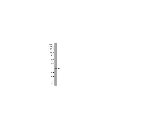 62-8496-59 Anti-DPPA-2, clone 6C1.2; 100 μg MAB4356
