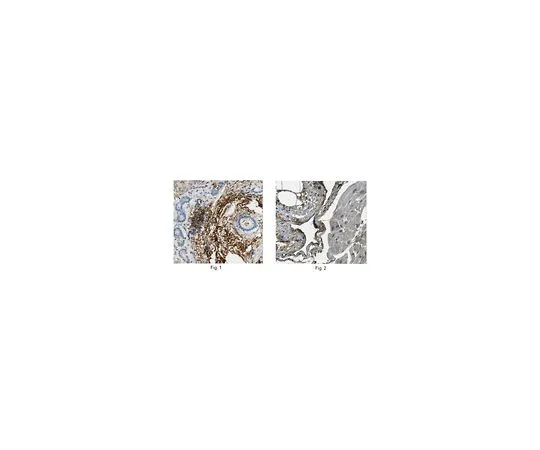 62-8526-46 Anti-Lubricin/Proteoglycan 4, clone 9G3 MABT401