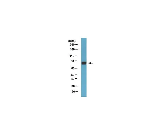 62-8517-96 Anti-Paris/ZNF746 Antibody, clone N196/16 MABN476