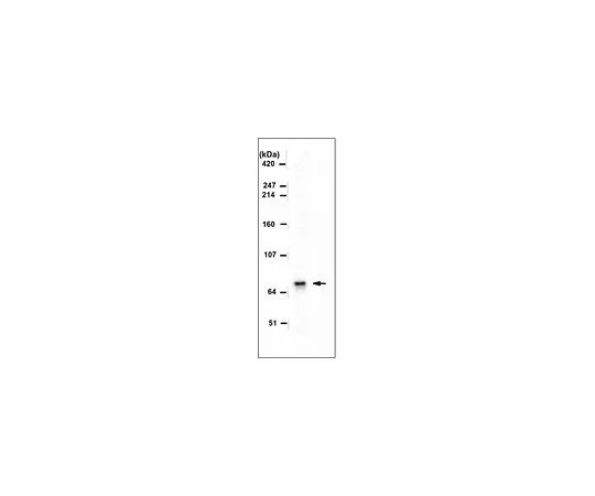 62-8507-42 Anti-ADAR2, clone 1.3.1 MABE889