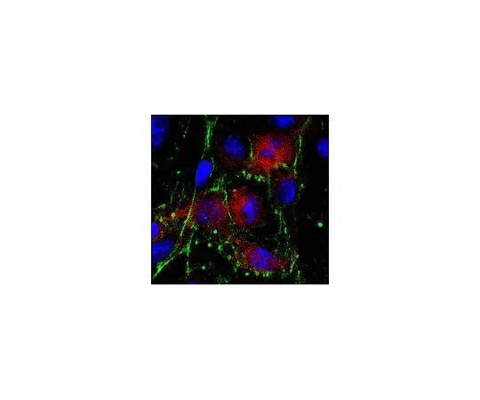 62-8523-99 Anti-PAFAH 1B3 Antibody, clone 3E4.1 MABS1188