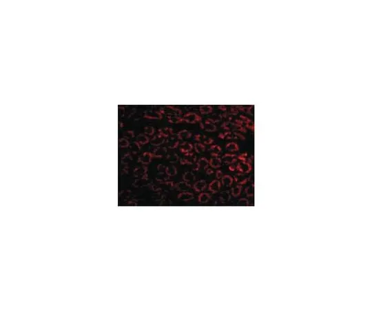 62-8473-66 Anti-Nephrin ABT331