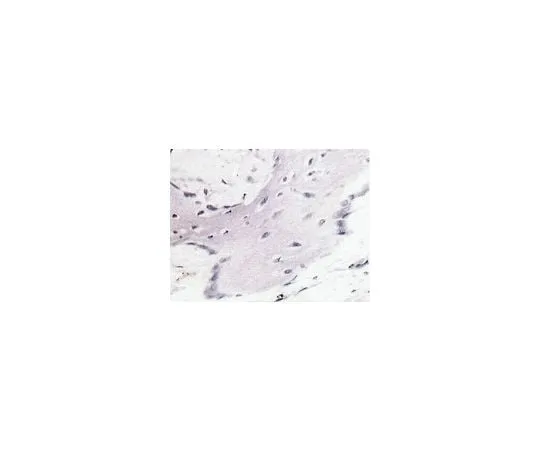 62-8490-26 Anti-Bone Sialoprotein II, C-terminus, clone ID1.2; 100 μg MAB1061