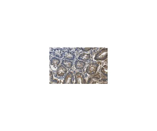62-8524-35 Anti-O-GlcNAc Antibody, clone RL1 MABS1253