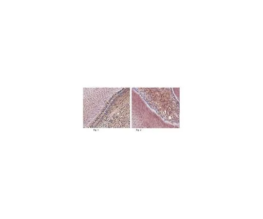 62-8525-23 Anti-Dentin sialoprotein, clone 2C12.3 MABT37