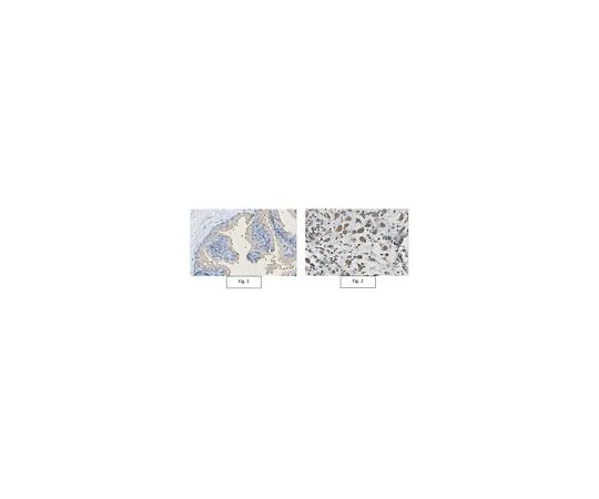 62-8502-69 Anti-RIPK2 Antibody, clone 1H10.1 MABC662