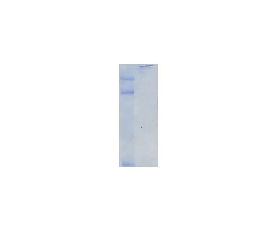 62-8480-37 Chicken Extracellular Chondroitin Sulfate Proteoglycans; 100 μg CC117