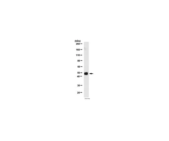 62-8516-97 Anti-Tau, clone Tau-5 MABN162