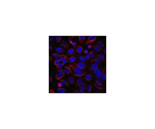 62-8479-56 Anti-alpha-Tubulin Antibody, clone YOL1/34 CBL270-I