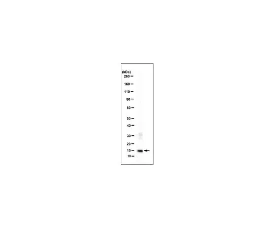 62-8509-61 Anti-S100A9, clone 2A5 (Azide Free) MABF290