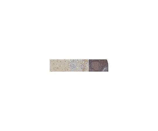62-8521-55 Anti-Cereblon Antibody, clone 4A7H6 MABN1849