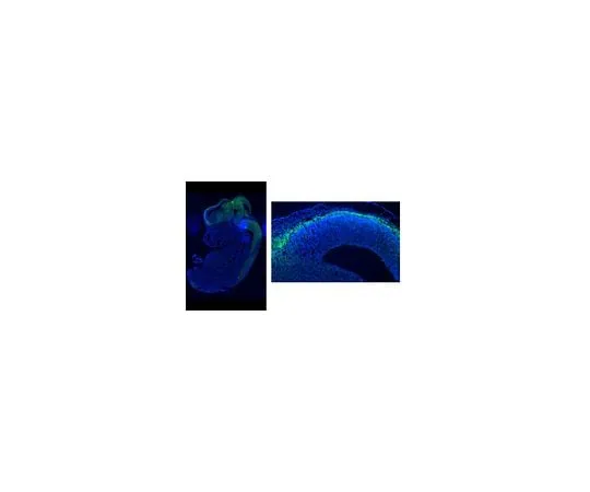 62-8474-02 Anti-Neurocan ABT1382
