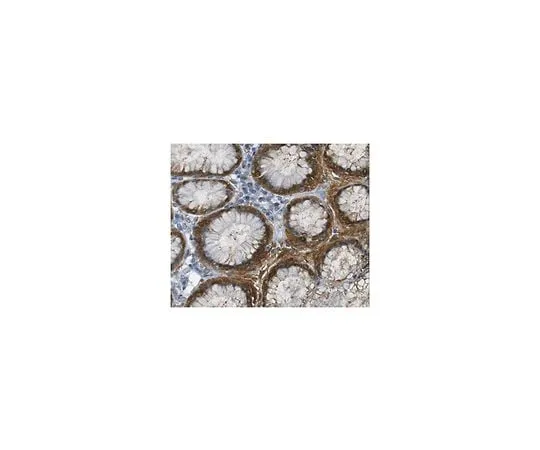 62-8473-25 Anti-Galectin-4 ABT242