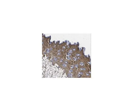 62-8473-41 Anti-Decorin Antibody ABT274