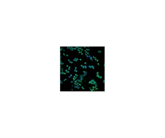 62-8516-50 Anti-Olig2, clone 211F1.1; 100 μg MABN50