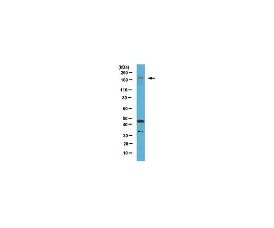 62-8470-41 Anti-LTBP1, hinge region ABS504