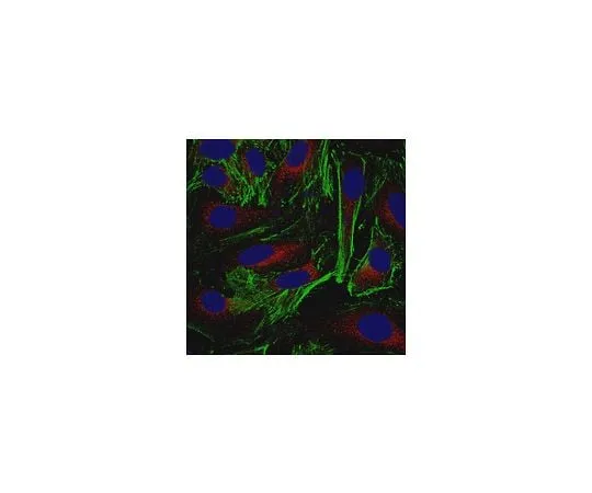 62-8527-01 Anti-Actin Antibody, clone 2G2 MABT826