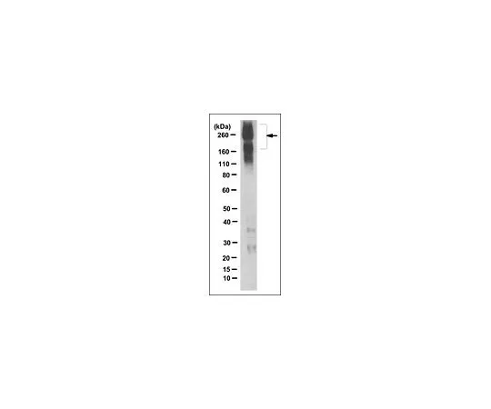 62-8520-94 Anti-SCN2A Antibody, clone 5H10.2 MABN1586