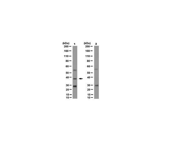 62-8527-18 Anti-PL Scramblase 1 Antibody, clone 9A7 MABT887