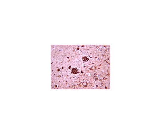 62-8516-31 Anti-Amyloid Beta, clone W0-2; 50 μg MABN10