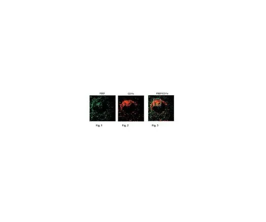 62-8522-71 Anti-Nampt, clone 14A.5 MABS465 MABS465