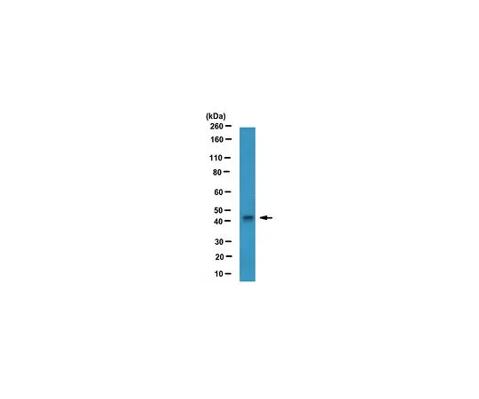 62-8502-16 Anti-Vasohibin-1, clone 4E12 (Azide Free) MABC537